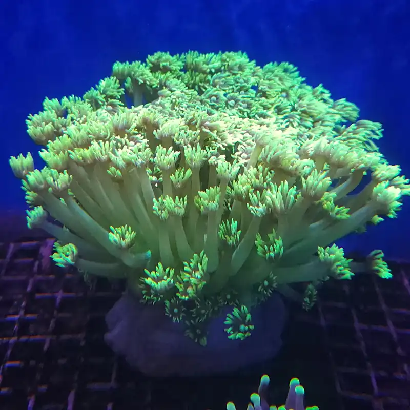 Flower Pot Coral (Green) Lg - CORAL: HARD