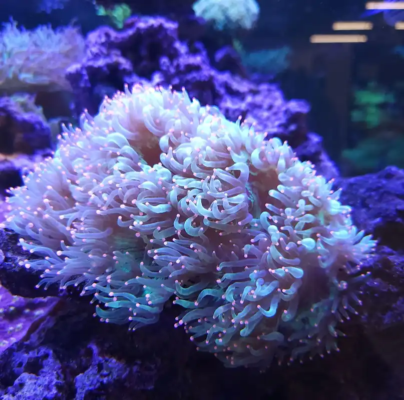 Elegance Coral Med 4″-6″