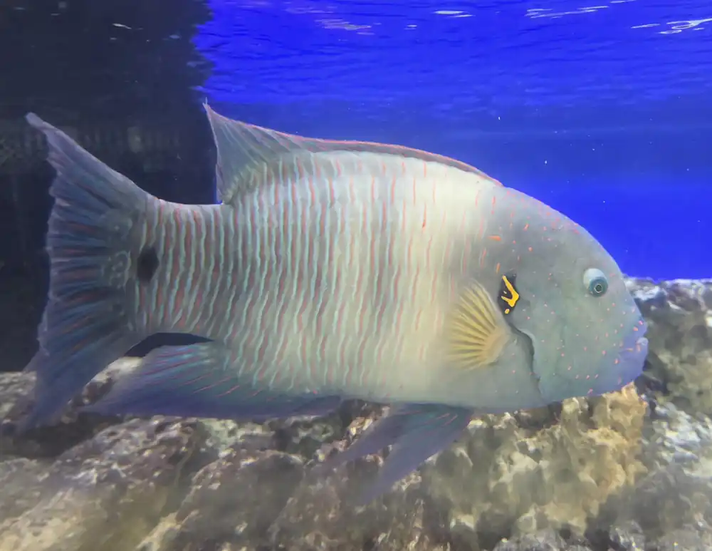 Broomtail Wrasse Show - SALTWATER FISH