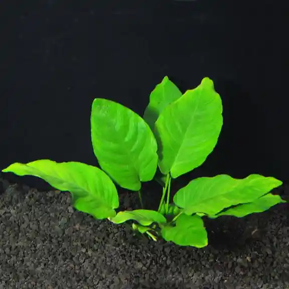Anubias Nana - Aquarium FW Plants