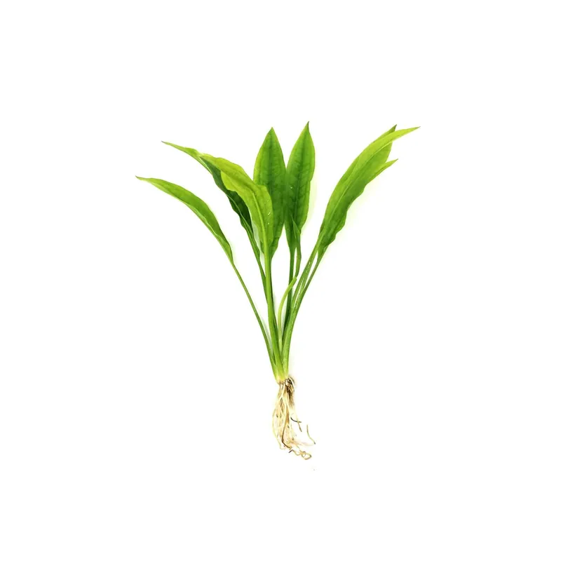 Amazon Sword Echinodorus Bleheri - Canton Aquatics