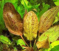Amazon Sword Echinodorus Ozelot Red - AquaPlants