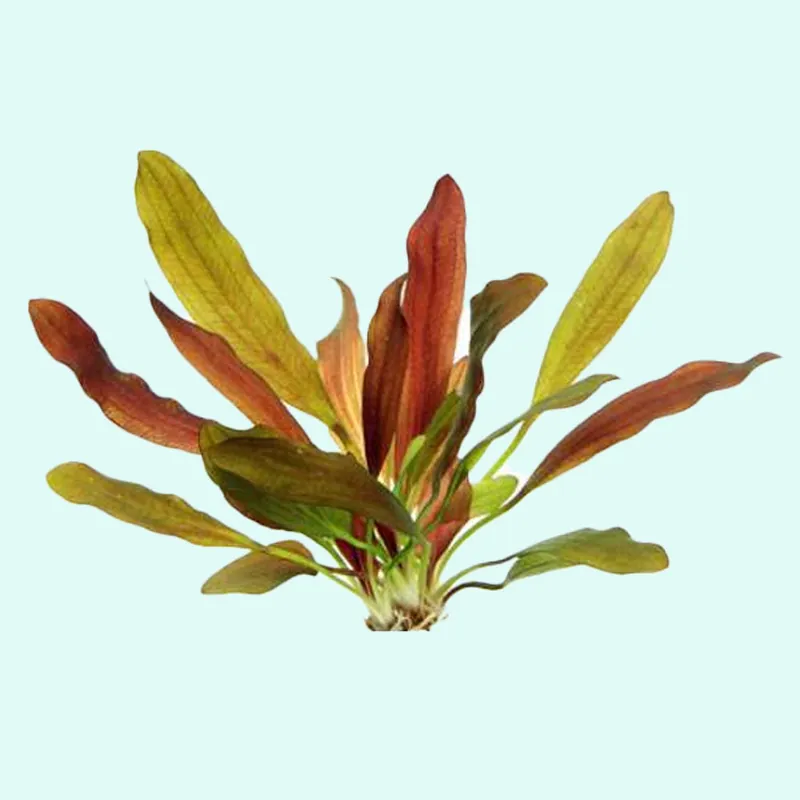 Amazon Sword Echinodorus Red Rubin - Canton Aquatics