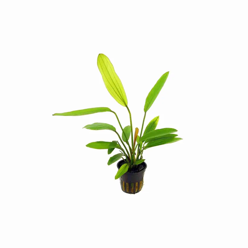 Amazon Sword Echinodorus ‘Red Rose’ – Live Freshwater Aquarium Plant - Canton Aquatics