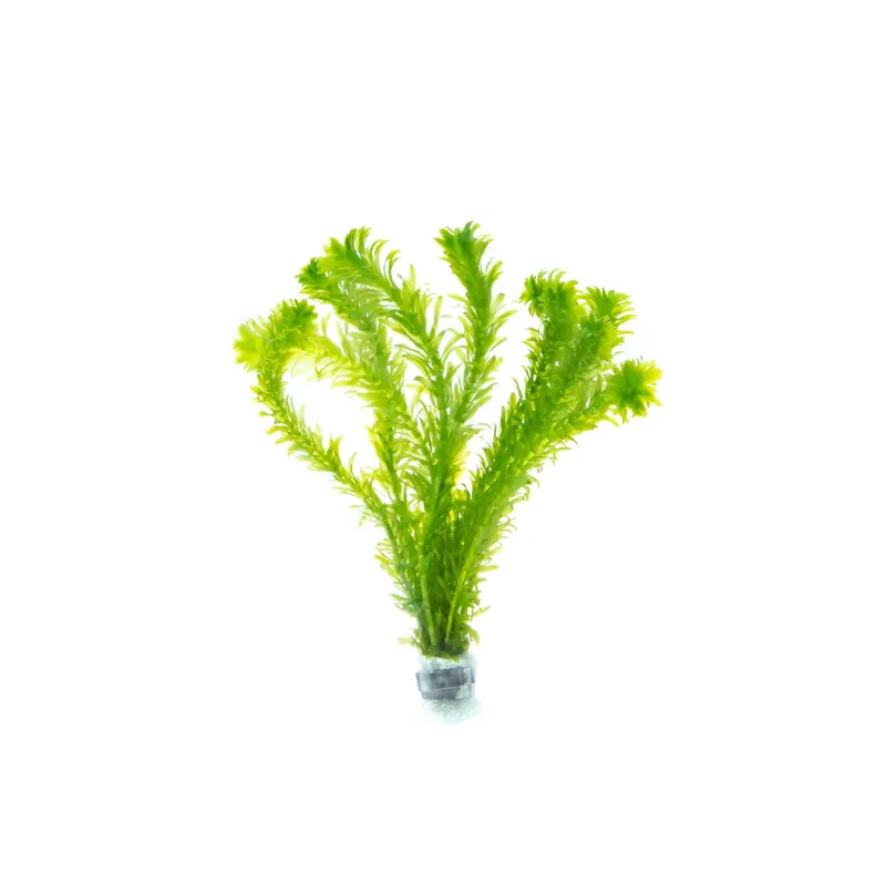 Anacharis Egeria Densa Bunch Live Aquarium Plants - Canton Aquatics