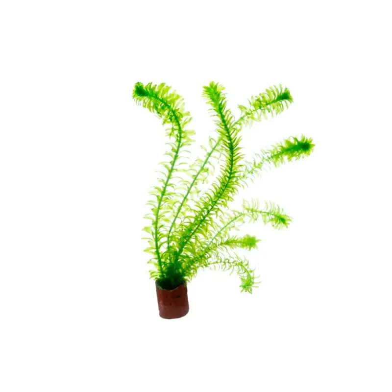 Anacharis Egeria Najas - Canton Aquatics