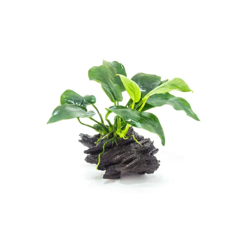 Anubias Barteri (Nana) Rooted on Driftwood - Canton Aquatics