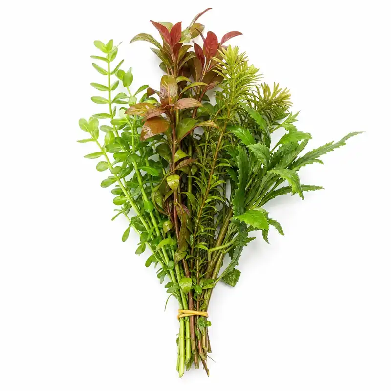 Easy Live Aquarium Plant Bunch – Beginner-Friendly Freshwater Plants