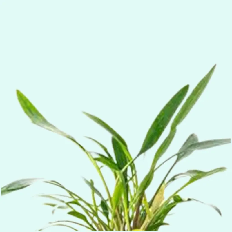 Cryptocoryne Crypt Lucens - Canton Aquatics