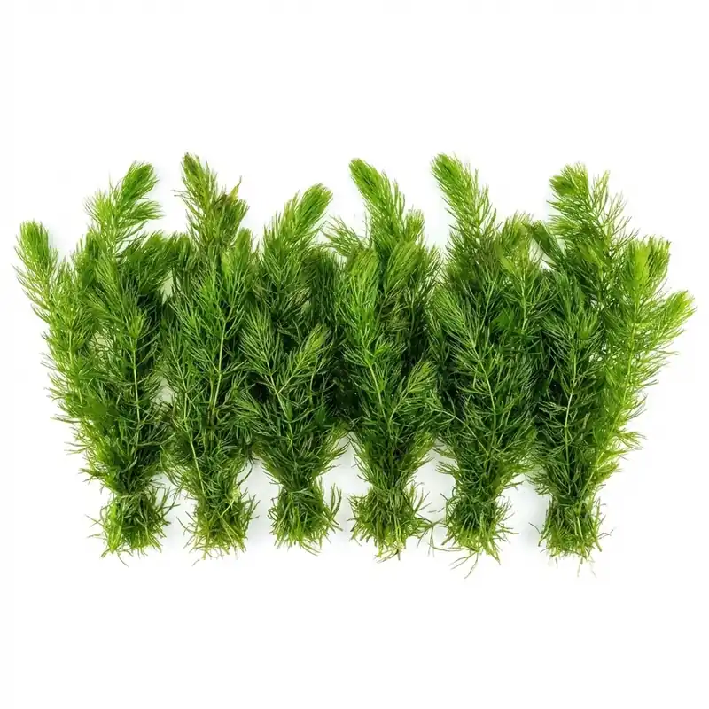 Hornwort Bunch - Canton Aquatics