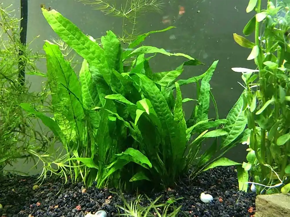 Java Fern Mat (Microsorum Pteropus) on Mat - Canton Aquatics