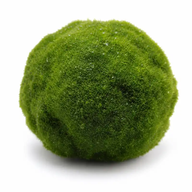 Marimo Moss Ball (Aegagropila Linnaei) - Canton Aquatics