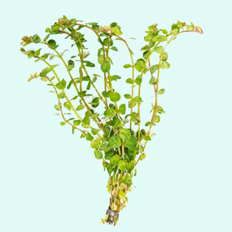 Rotala Indica - Canton Aquatics