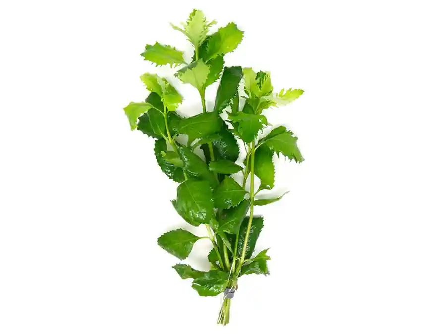 Hygrophila Difformis Water Wisteria - Canton Aquatics