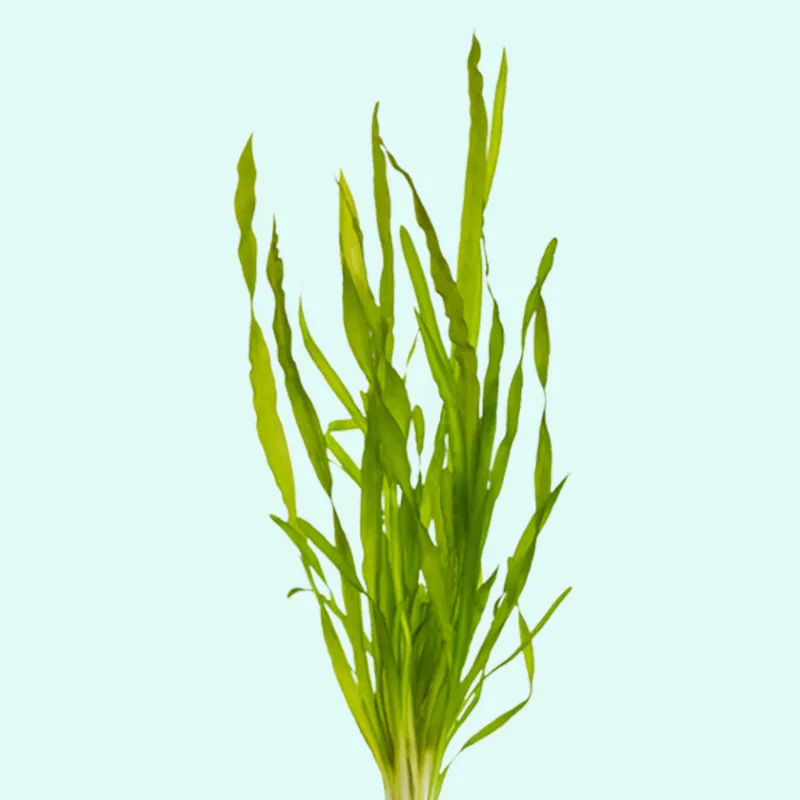 Vallisneria Biawensis (Corkscrew) 3 Plants - CantonAquatics