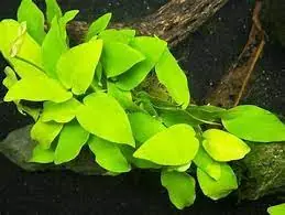 Anubias Barteri Nana (Golden) - CantonAquatics