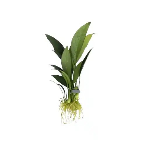 Anubias Frazeri - Canton Aquatics