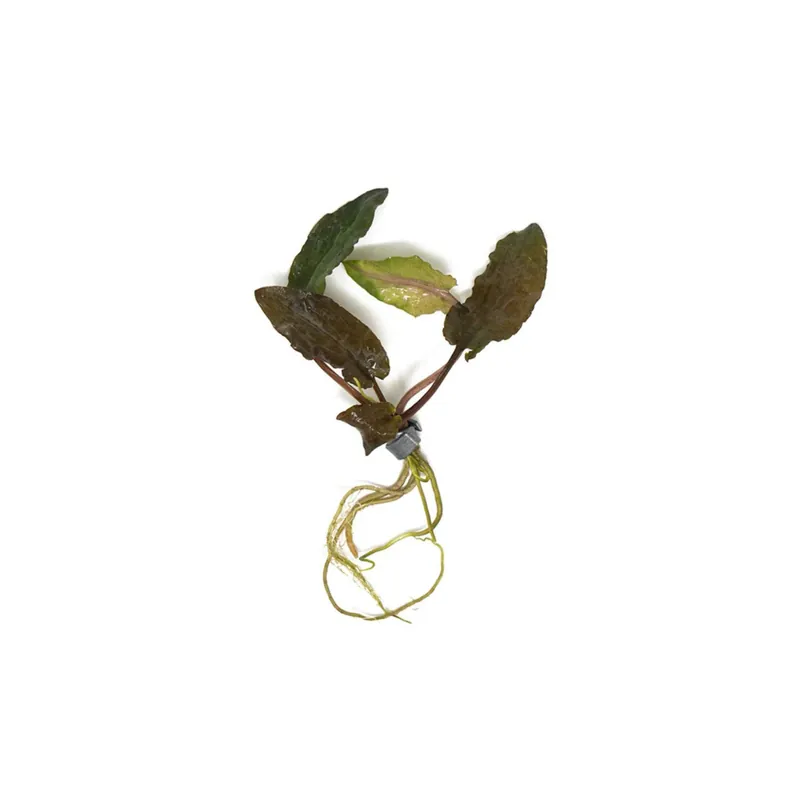 Cryptocoryne Wendtii Brown - CantonAquatics