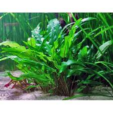 Cryptocoryne Wendtii Green - CantonAquatics
