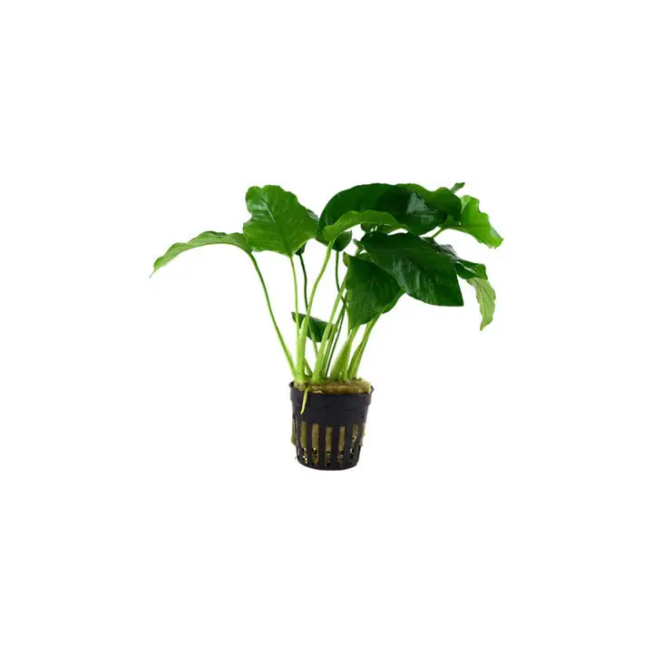 Anubias Barteri – Live Aquarium Plant - CantonAquatics