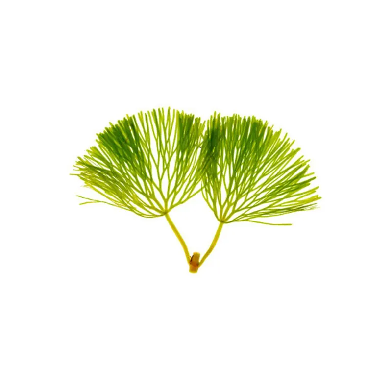 Green Cabomba - CantonAquatics