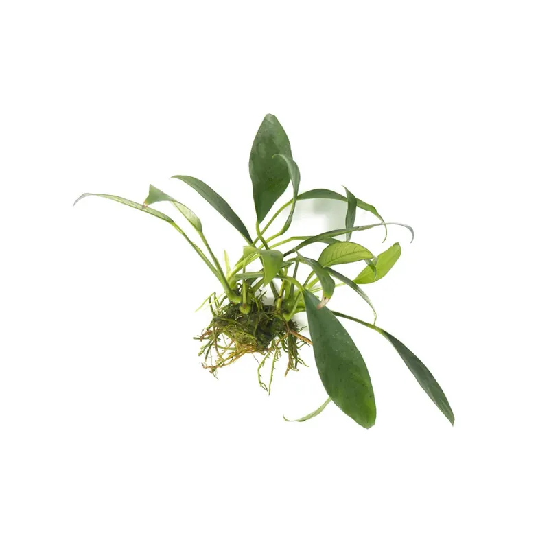 Anubias Congensis – Live Freshwater Aquarium Plant - CantonAquatics