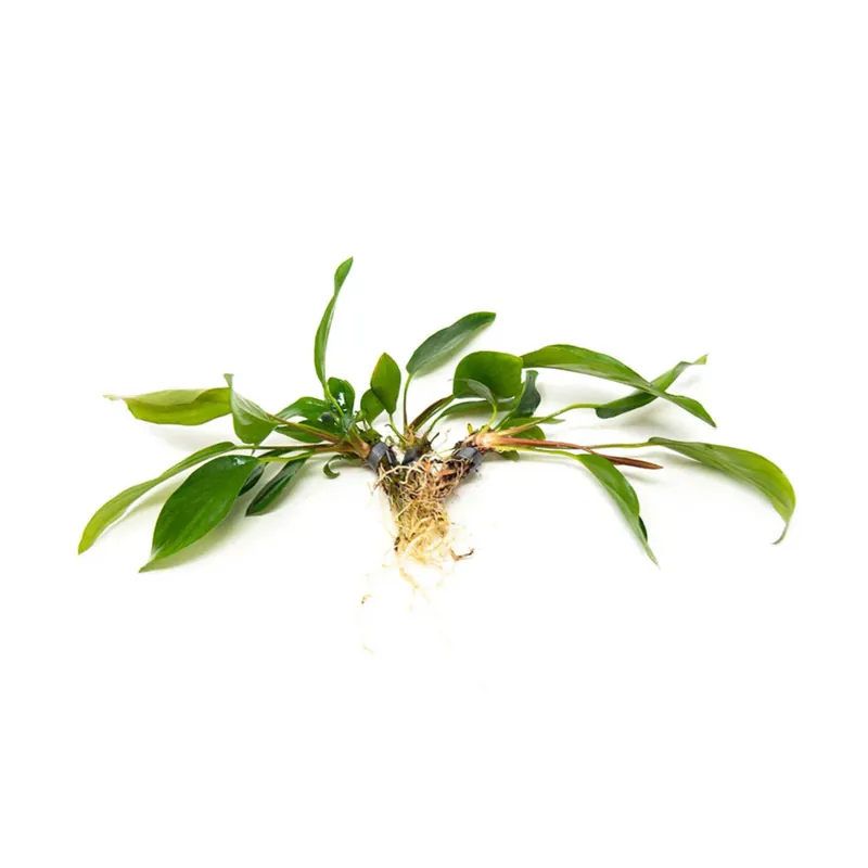 Anubias Hastifolia - CantonAquatics