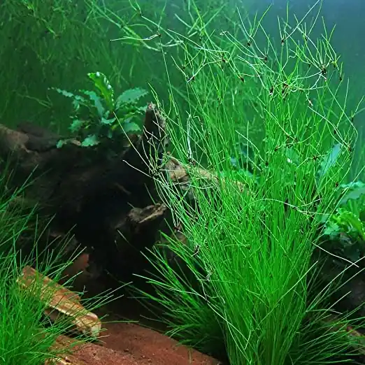Hairgrass (Eleocharis Vivipara) - CantonAquatics