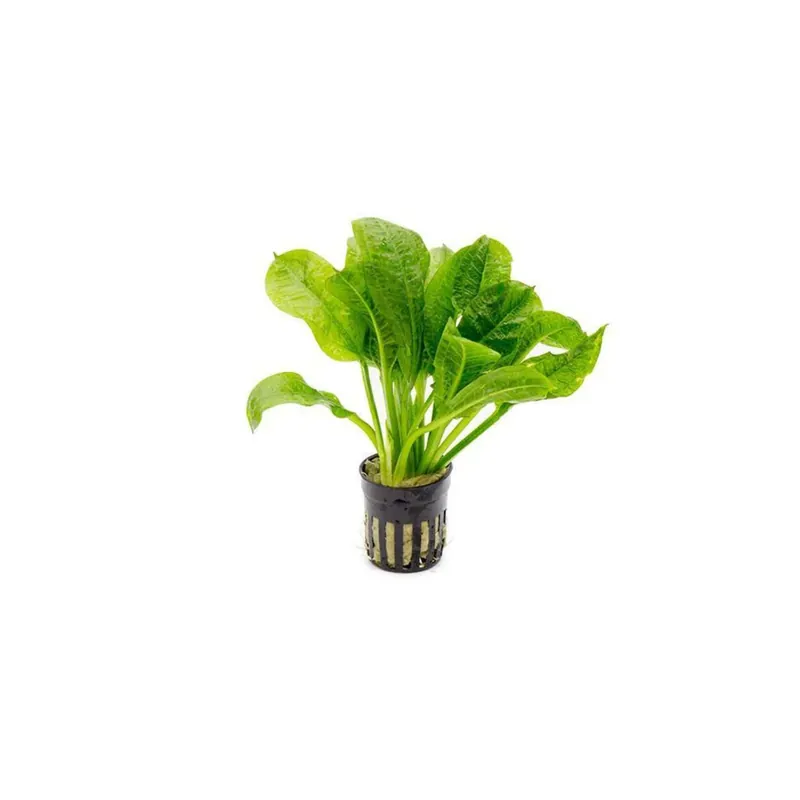 Amazon Rosette (Echinodorus parviflorus) – Live Freshwater Aquarium Plant - CantonAquatics