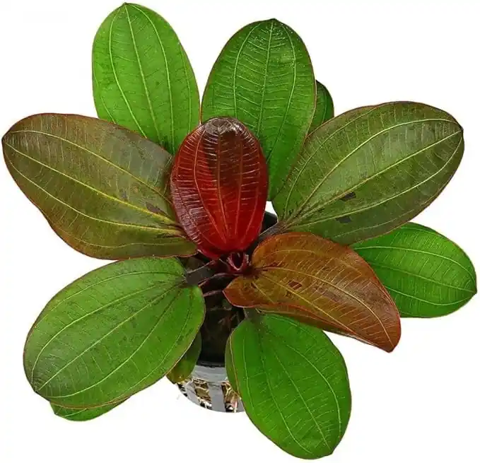 Amazon Sword Echinodorus 'Red Pearl' – Live Freshwater Aquarium Plant - CantonAquatics