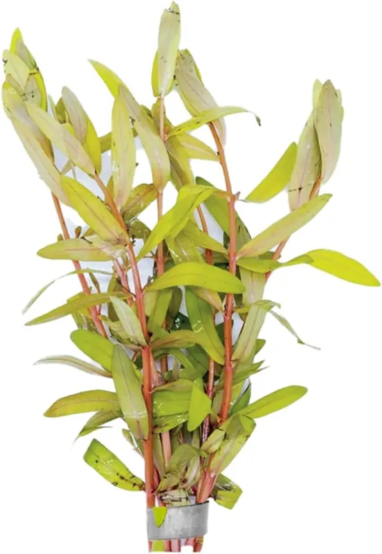 Nesaea Pedicellata (Golden) - CantonAquatics
