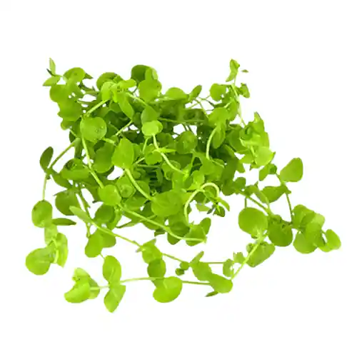 Dwarf Baby Tears (Micranthemum umbrosum) – Live Freshwater Aquarium Plant - Canton Aquatics