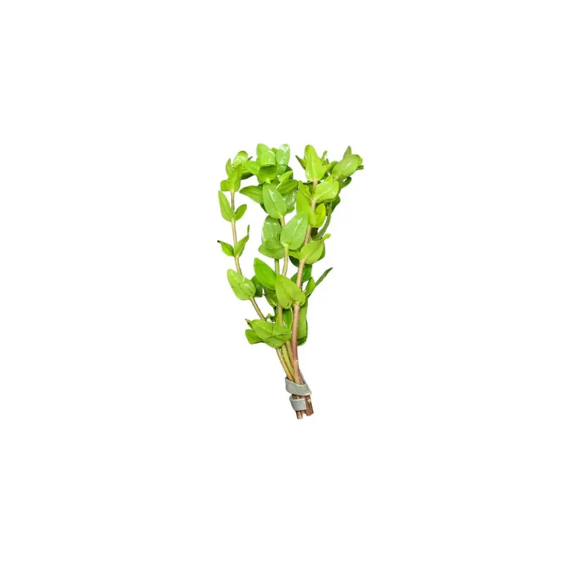 Bacopa Caroliniana - Canton Aquatics