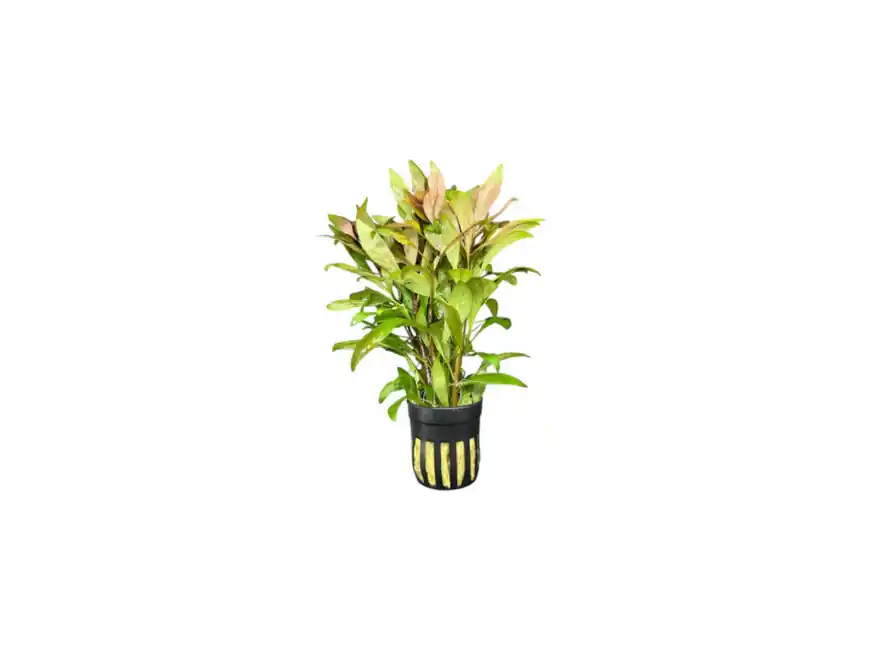 Ludwigia inclinata var. ‘Cuba’ – Live Freshwater Aquarium Plant - Canton Aquatics