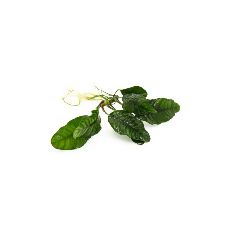 Anubias Barteri (Coffeefolia) - Canton Aquatics