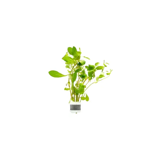 Ludwigia Repens sp - CantonAquatics