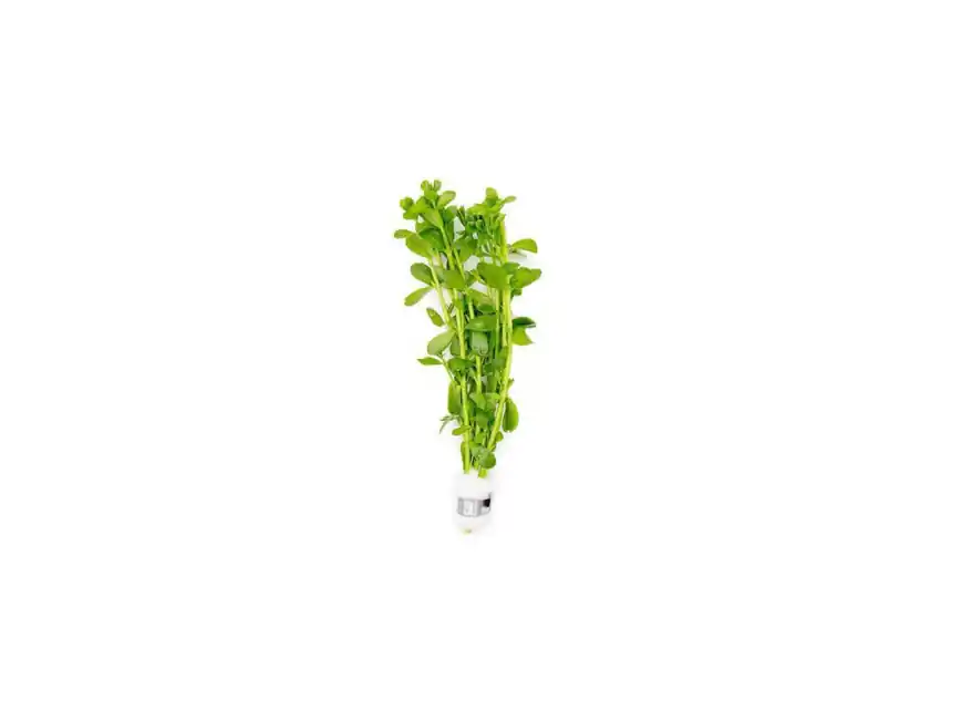 Moneywort (Bacopa monnieri) – Live Aquarium & Paludarium Plant - Canton Aquatics
