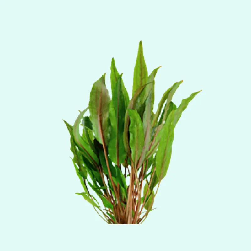 Cryptocoryne Crypt (Undulata) - Canton Aquatics