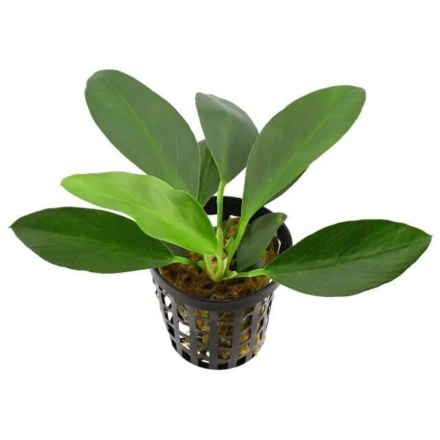 Anubias Afzelii - Canton Aquatics