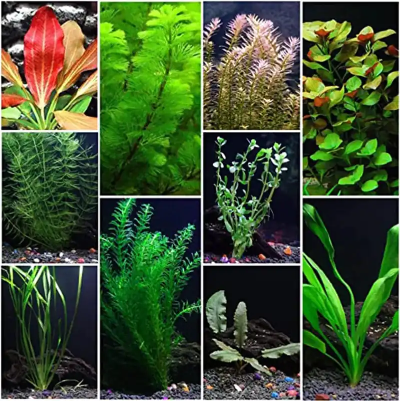 Premium Assorted Mixed Plant Bundle - CantonAquatics