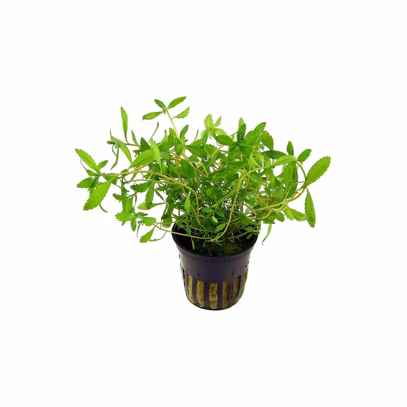 Mermaid Hygro (Proserpinaca palustris) – Live Aquarium Plant - Canton Aquatics