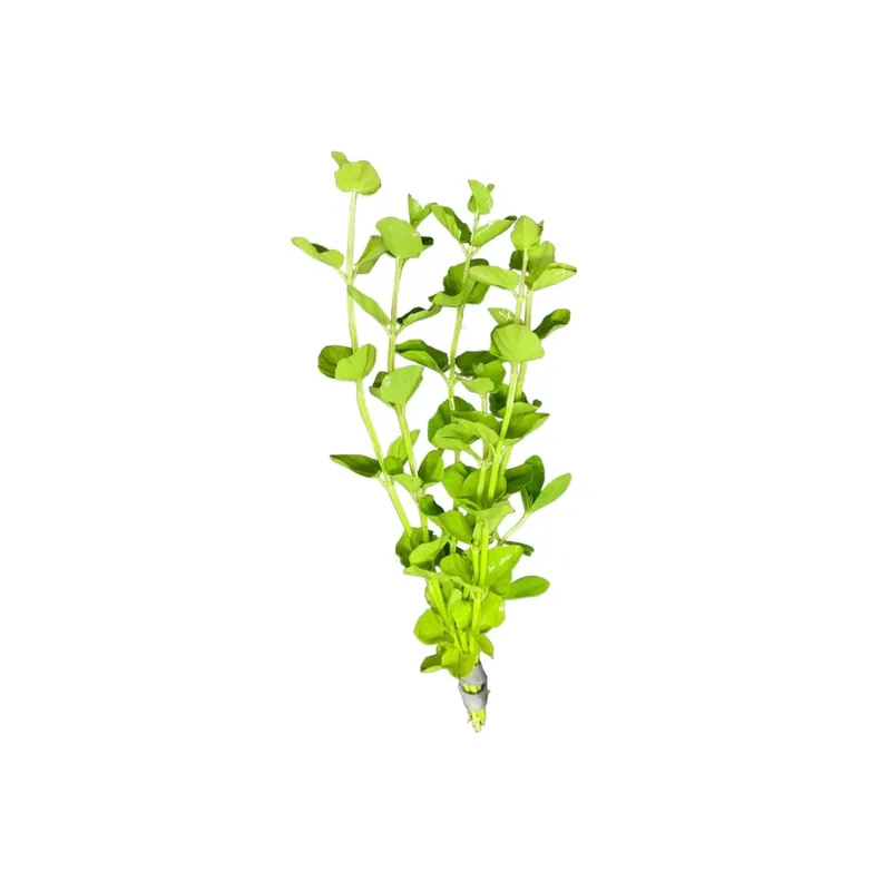 Mint Charlie (Micromeria brownei) – Live Aquarium Plant - Canton Aquatics