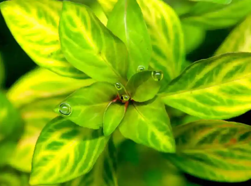 Oval Ludwigia (Ovalis) - Canton Aquatics