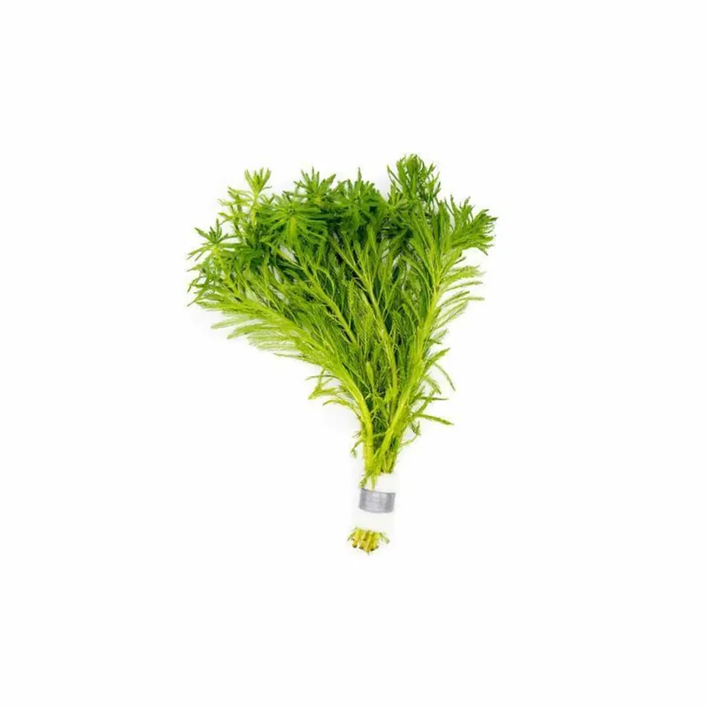 Parrot’s Feather (Myriophyllum aquaticum) – Live Aquarium & Pond Plant - Canton Aquatics