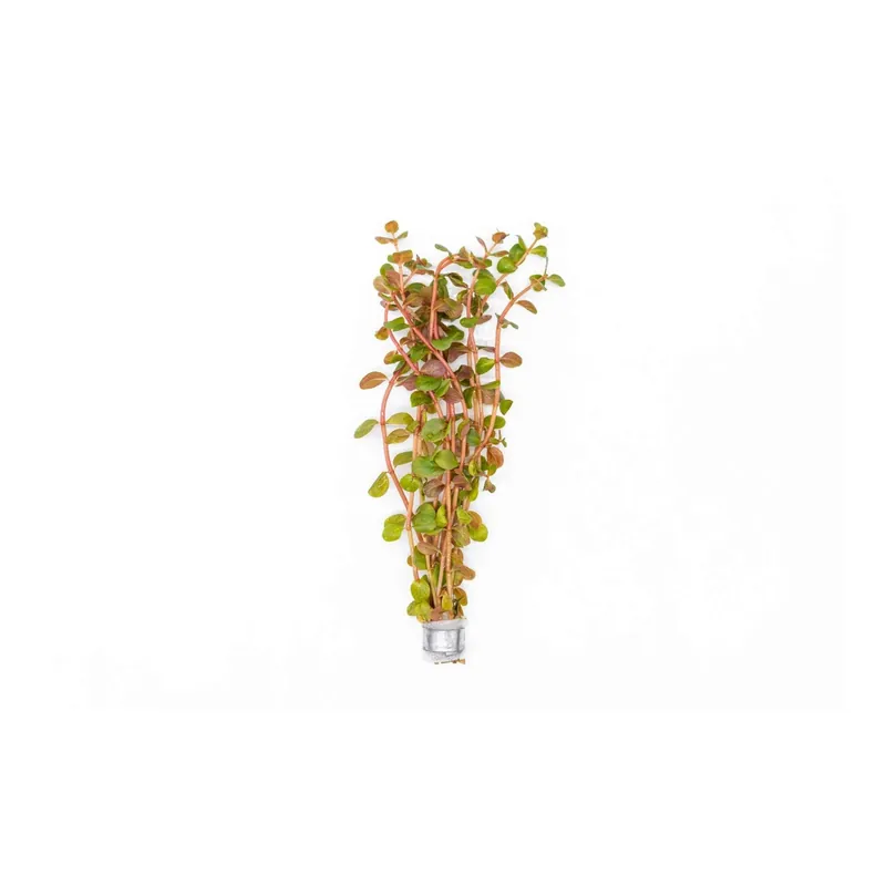 Rotala Vietnam HRa - Canton Aquatics