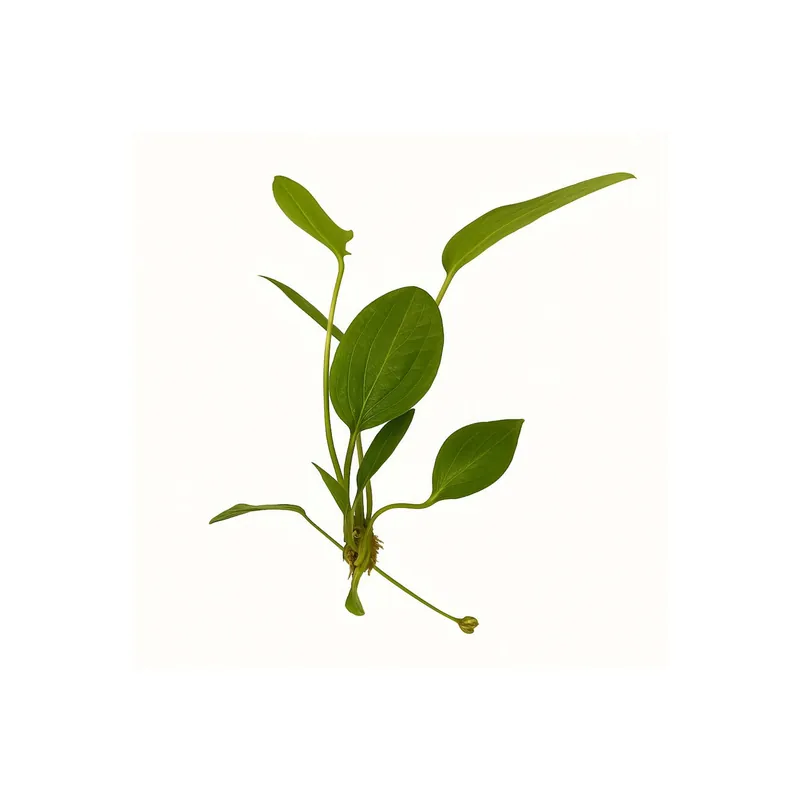 Radican Sword (Echinodorus Cordifolius) - Canton Aquatics