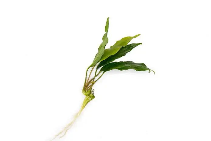 Anubias Minima Bare Root - Canton Aquatics