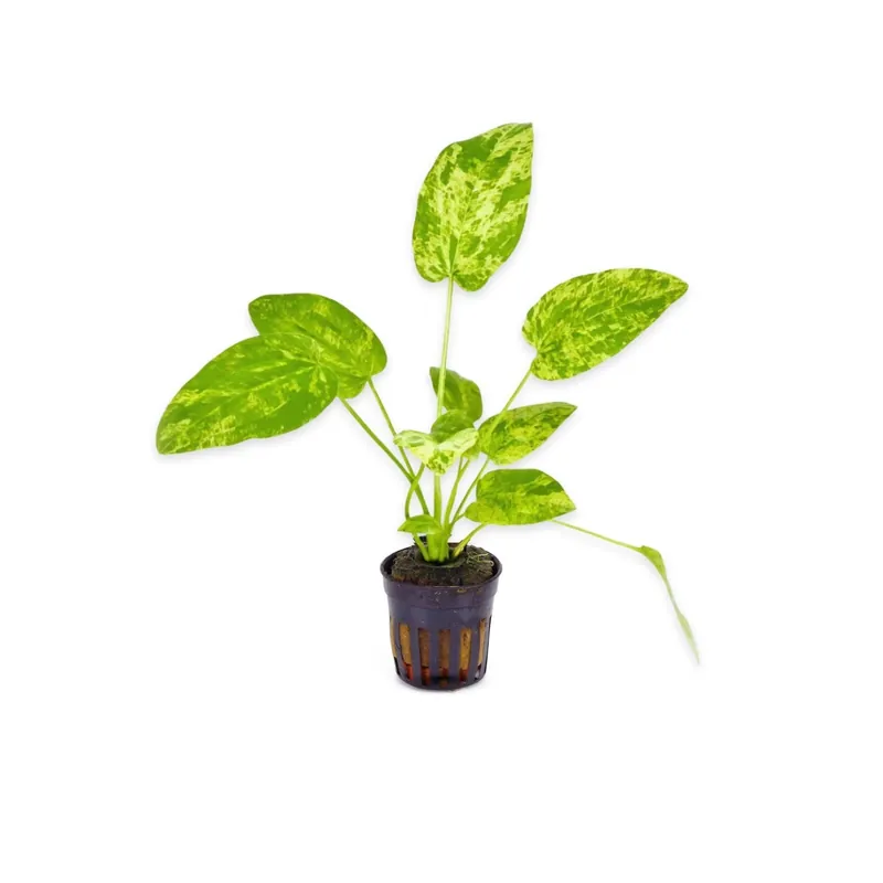 Marble Queen Sword (Echinodorus cordifolius) – Live Aquarium Plant - Canton Aquatics