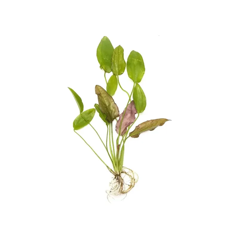 Oriental Sword (Echinodorus Oriental) - Canton Aquatics