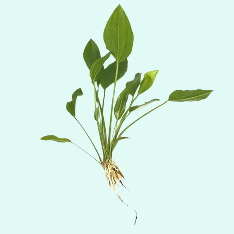Grandifolius "Rangeri" Sword Argentinensis - Canton Aquatics